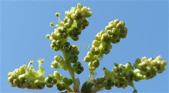  Male Catkin